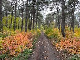 Image result for лес,