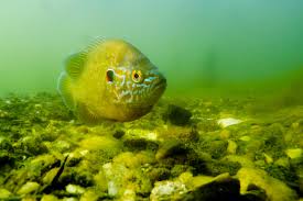 Image result for Lepomis gibbosus