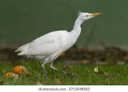 Attēlu rezultāti vaicājumam “Bubulcus ibis”