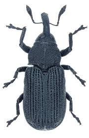 Attēlu rezultāti vaicājumam “Magdalis sp.”