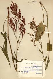 Attēlu rezultāti vaicājumam “Rumex thyrsiflorus”