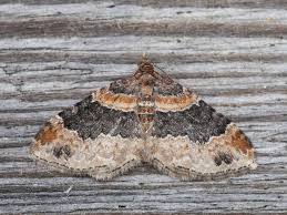 Attēlu rezultāti vaicājumam “Xanthorhoe quadrifasiata”