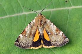 Attēlu rezultāti vaicājumam “Cryptocala chardinyi”