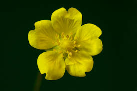 Attēlu rezultāti vaicājumam “Potentilla reptans flower”