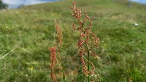 Attēlu rezultāti vaicājumam “Rumex thyrsiflorus”