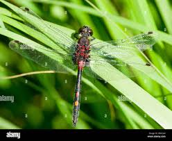 Attēlu rezultāti vaicājumam “Leucorrhinia dubia male”