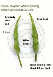Attēlu rezultāti vaicājumam “Sinapis alba fruit”