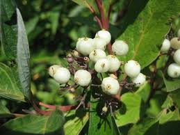 Attēlu rezultāti vaicājumam “Cornus sericea fruit”
