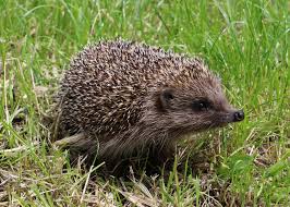 Attēlu rezultāti vaicājumam “Erinaceus sp.”