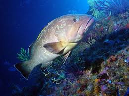 Image result for Epinephelus marginatus