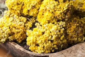 Attēlu rezultāti vaicājumam “Helichrysum arenarium leaf”