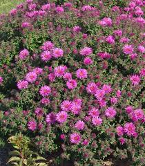 Image result for Aster novae-angliae