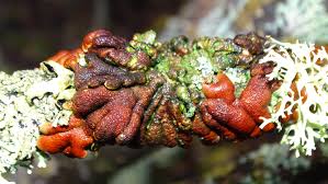 Attēlu rezultāti vaicājumam “Hypocreopsis lichenoides”