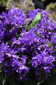 Attēlu rezultāti vaicājumam “Campanula glomerata flower”