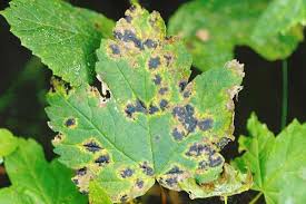 Attēlu rezultāti vaicājumam “Rhytisma acerinum”