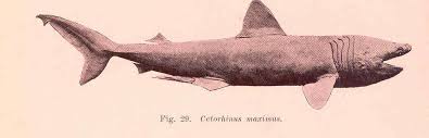 Image result for Cetorhinus maximus