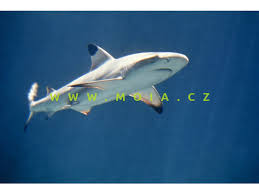 Image result for Carcharhinus melanopterus