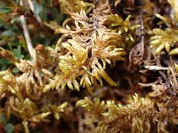 Attēlu rezultāti vaicājumam “Hylocomium splendens sporophyte”