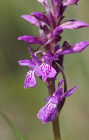 Attēlu rezultāti vaicājumam “Dactylorhiza cruenta leaf”