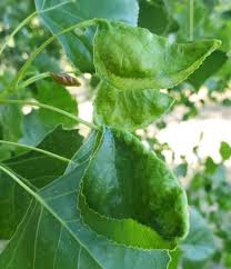 Attēlu rezultāti vaicājumam “Thecabius affinis”