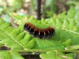 Attēlu rezultāti vaicājumam “Macrothylacia rubi”