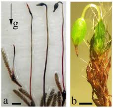 Attēlu rezultāti vaicājumam “Fissidens bryoides sporophyte”