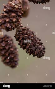 Attēlu rezultāti vaicājumam “Alnus glutinosa fruit”