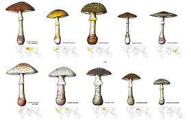 Attēlu rezultāti vaicājumam “Amanita rubescens”