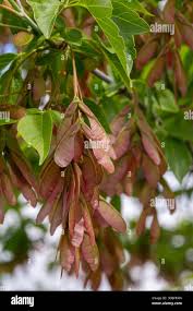 Attēlu rezultāti vaicājumam “Acer negundo fruit”