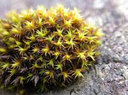 Attēlu rezultāti vaicājumam “Schistidium robustum sporophyte”