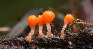 Attēlu rezultāti vaicājumam “Badhamia lilacina young”