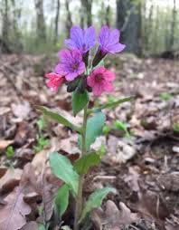 Attēlu rezultāti vaicājumam “Pulmonaria obscura leaf”
