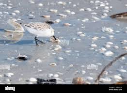 Attēlu rezultāti vaicājumam “Calidris alba adult”