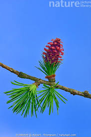 Attēlu rezultāti vaicājumam “Larix decidua flower”