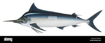 Image result for Istiompax indica