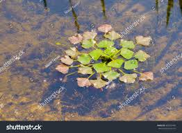 Attēlu rezultāti vaicājumam “Trapaceae”