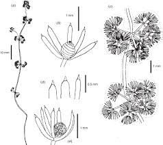 Attēlu rezultāti vaicājumam “Nitella sp.”