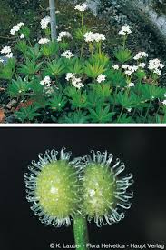 Attēlu rezultāti vaicājumam “Galium schultesii flower”