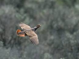 Attēlu rezultāti vaicājumam “Perdix perdix adult”