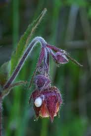 Attēlu rezultāti vaicājumam “Geum rivale bud”