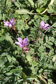 Attēlu rezultāti vaicājumam “Erodium cicutarium”