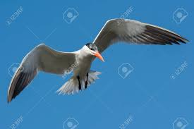 Attēlu rezultāti vaicājumam “Hydroprogne caspia”