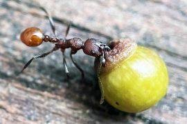 Attēlu rezultāti vaicājumam “Riccia sorocarpa macro”