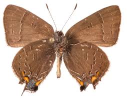 Attēlu rezultāti vaicājumam “Cribraria languescens stalked”