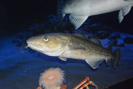 Image result for Gadus macrocephalus