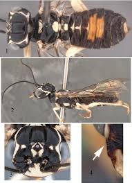 Attēlu rezultāti vaicājumam “Pamphiliidae”