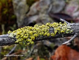 Attēlu rezultāti vaicājumam “Vulpicida pinastri”