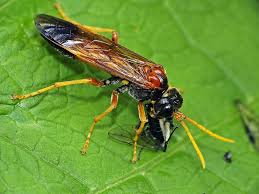 Attēlu rezultāti vaicājumam “Tenthredo campestris”