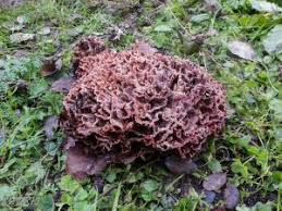 Image result for Podoscypha multizonata