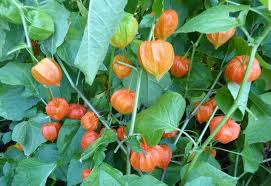 Attēlu rezultāti vaicājumam “Physalis alkekengi”